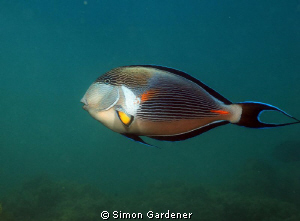 sohal, shot with nikon D70s and 50mm macro by Simon Gardener 